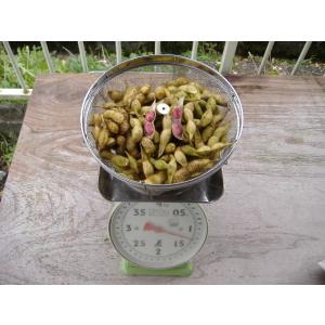 完熟丹波黒枝豆さや3キロ　本州　北海道沖縄県へは+1000円でお送りいたします。