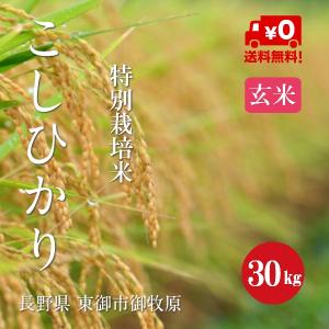 コシヒカリ 令和7年産 長野県 上伊那産 こしひかり 1等米 玄米 
