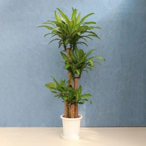 観葉植物 幸福の木 7寸プラスチック (鉢カバー) メーカー直送観葉植物