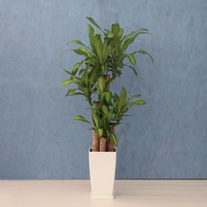 観葉植物 幸福の木 8寸角プラスチック メーカー直送観葉植物 mass08-005｜hcgooday