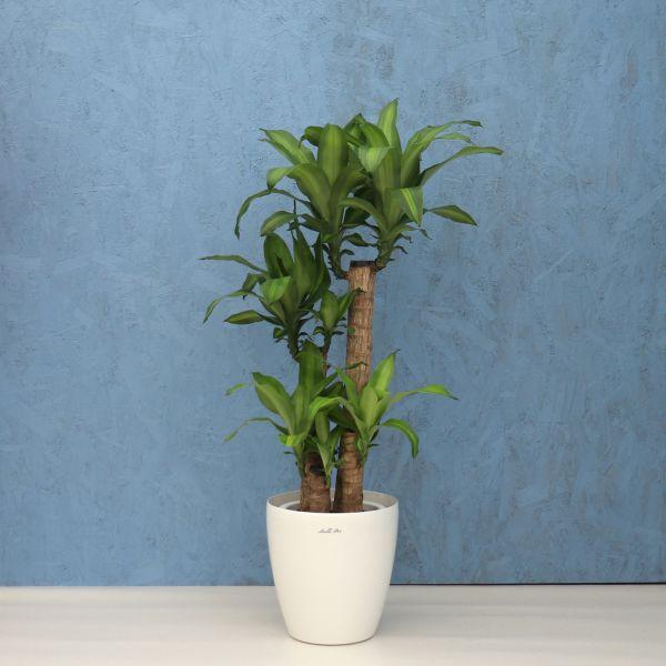 観葉植物 幸福の木 8寸プラスチック (鉢カバー) メーカー直送観葉植物 mass08-006