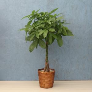 観葉植物 パキラ 7寸プラスチック メーカー直送観葉植物 pach07-007