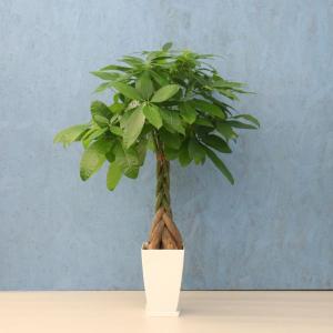 観葉植物 こんにちは！沼の上農園です！ 本日から可愛いミニ観葉植物の寄せ植え