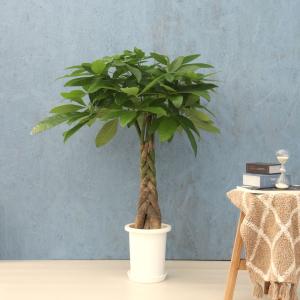 観葉植物 パキラ 8寸プラスチック (鉢カバー) メーカー直送観葉植物