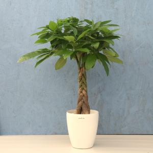 観葉植物 パキラ 8寸角プラスチック メーカー直送観葉植物 pach08-004