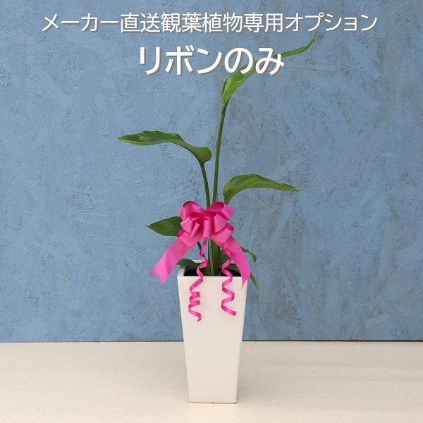 リボンのみ （メーカー直送観葉植物専用オプション） wrap-RIB