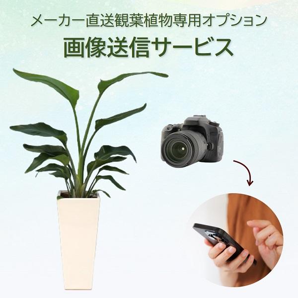 画像送信 （メーカー直送観葉植物専用オプション） pict