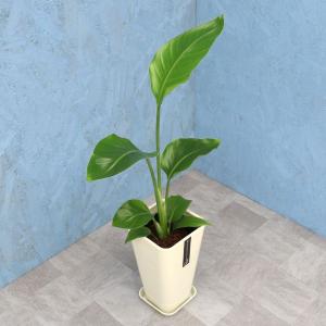 観葉植物 オーガスタ 6寸角高陶器 鉢の色は選べる2色 白or黒 メーカー