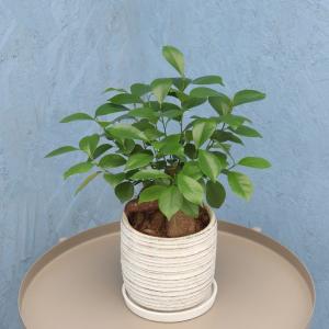 観葉植物 ガジュマル 5寸利休陶器 鉢の色は選べる2色 白or黒 メーカー直送観葉植物 gaju05