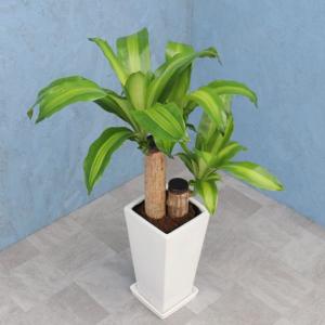 その他観葉植物 / ds586979_01.jpg
