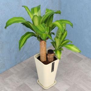 【値下げしました】観葉植物(写真右の大きい方) 観葉植物】おまかせ 6号 3個セット（メッセージカード・鉢カバー付