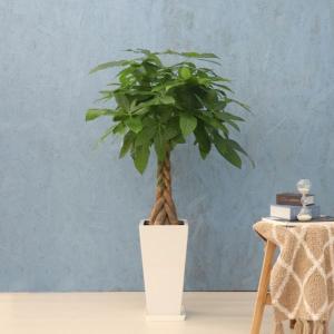 観葉植物 パキラ 8寸プラスチック (鉢カバー) メーカー直送観葉植物