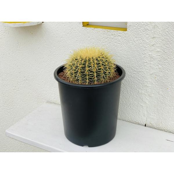 観葉植物 サボテン 金鯱 25cｍ ナーセリーポット 高さ35×幅25cm