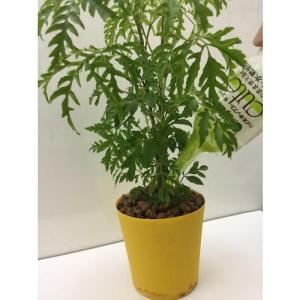 ■ハイポネックス 水栽培用活力剤 キュートハイ...の詳細画像1