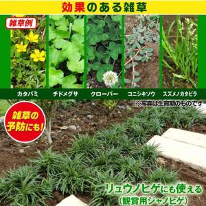 [即納在庫品] レインボー薬品 シバキーププラ...の詳細画像1