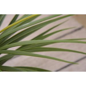 フェイクグリーン おしゃれ 人工観葉 観葉植物...の詳細画像3