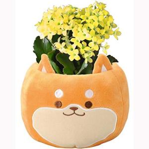 花カランコエの商品一覧 通販 Yahoo ショッピング