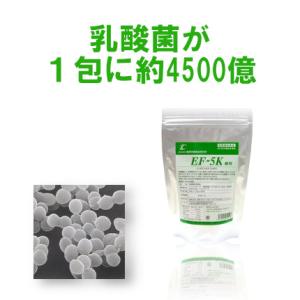 [3袋セット]新型乳酸菌EF-621K菌 EF-5K 細粒 30包｜health