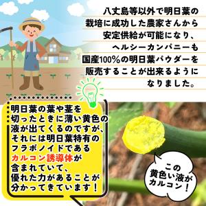 国産 明日葉 パウダー80g 粉末 サプリ 青...の詳細画像4