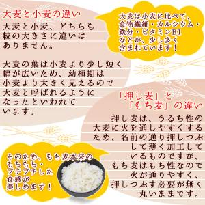 令和7年産 九州産 くすもち二条 950g 国...の詳細画像4