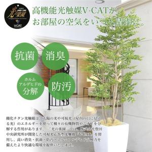 光の楽園(2026年版) パキラポット 品番:...の詳細画像1