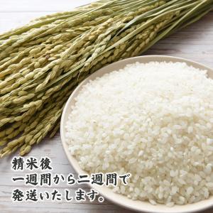 【白米】国産 金俵 10kg(5kg×2袋) ...の詳細画像3