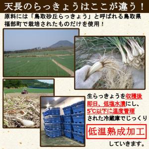 らっきょう 国産 190gx2袋 無添加 低温...の詳細画像4