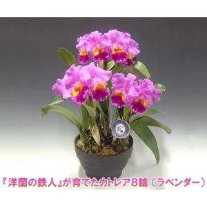 カトレア8輪/ 花持ち期間は約1週間です。花色は...の商品画像