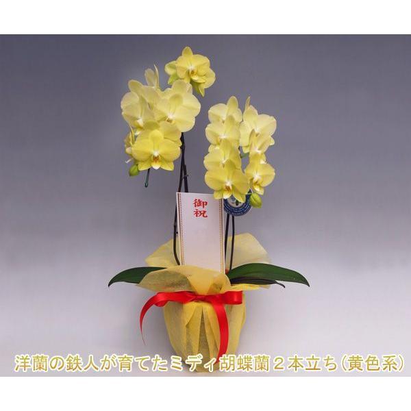 母の日ギフト洋蘭の鉄人が育てた黄色系2本立ち14輪前後 つぼみ含む   つぼみ多めの場合あり。