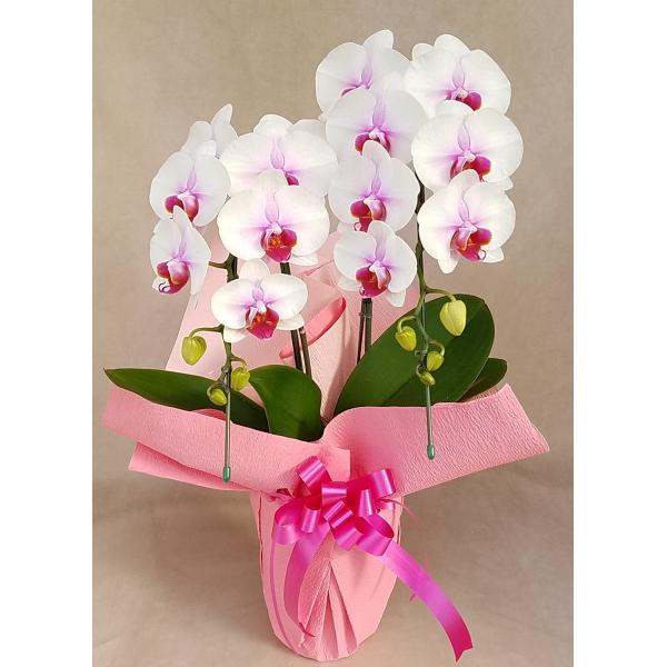 御祝　ミディ胡蝶蘭サクラヒメ2本立ち14輪前後 つぼみ含む  つぼみ多めでの出荷となる場合あり