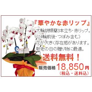御祝 胡蝶蘭 豪華  胡蝶蘭　ギフト 送料無料  産地直送選び抜かれた大輪胡蝶蘭3本立ち24輪以上つ...