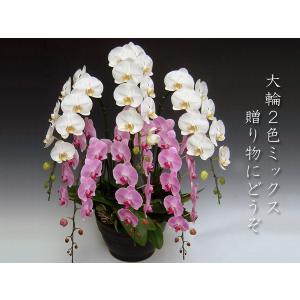 御祝　豪華6本立ち　胡蝶蘭 大輪2色ミックス 6本立ち/60リン以上 普通のお花では物足りない方に(配達できない地域あり/沖縄不可）　開店祝い開業祝に