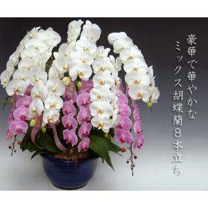 豪華胡蝶蘭 大輪2色ミックス 8本立ち ★関東限定お届けとなります。普通の胡蝶蘭では物足りない方に 開店祝い開業祝に（色配置が変更になる場合あり）