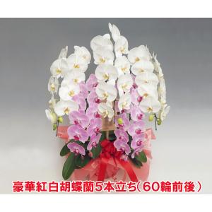 御祝　胡蝶蘭5本立ち 60輪以上/豪華紅白ミックス胡蝶蘭5本立ち （60輪前後 つぼみ含む色配置換わる場合あり ）洋蘭の鉄人が育てた沖縄は発送不可