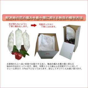 御祝 胡蝶蘭5本立ち 60輪以上/豪華紅白ミッ...の詳細画像5