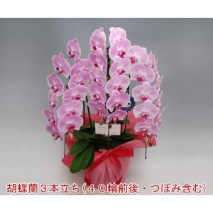 胡蝶蘭 3本立ち 40輪前後 つぼみ含む  ピンク 期間限定ポイント10倍 送料無料｜heart-flower