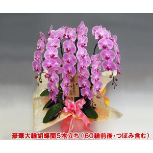 御祝 豪華胡蝶蘭5本立ち 60リン以上 つぼみ含...の商品画像