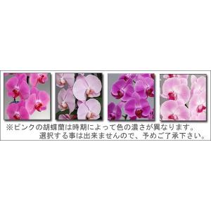 御祝 豪華胡蝶蘭5本立ち 60リン以上 つぼみ...の詳細画像3