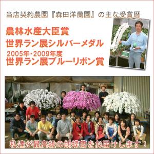 御祝 豪華胡蝶蘭5本立ち 60リン以上 つぼみ...の詳細画像4