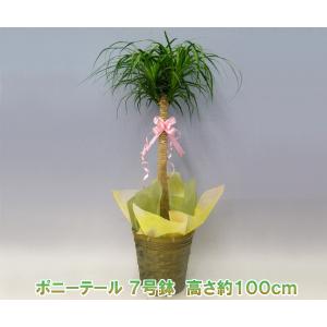 産地直送観葉植物ポニーテール7号鉢 高さ100cm｜heart-flower