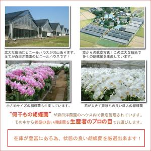 【関東地域のみお届け可能】豪華胡蝶蘭10本立ち...の詳細画像1
