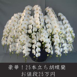 お祝いに最高級の胡蝶蘭を。豪華25本立ち ホワイト/関東限定お届け お作りするのに１週間位のお時間を頂きます。