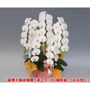 最高級胡蝶蘭5本立ち 60リン前後 つぼみ含む ホワイト