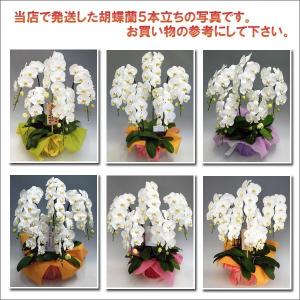 最高級胡蝶蘭5本立ち 60リン前後 つぼみ含む...の詳細画像3