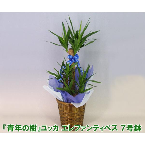 送料無料 観葉植物 青年の樹 ユッカ エレファンティペス 7号鉢 高さ100cm 新築祝いの贈り物に