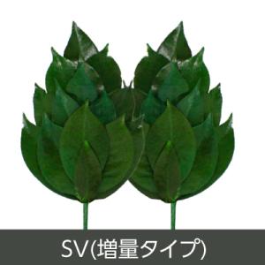 プリザーブド 榊 さかき SVサイズ 増量タイプ プリザーブドフラワー 神棚 枯れない 枯れない榊 ...