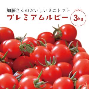 ミニトマト プレミアムルビー 3kg 山形県産 加藤さんのミニトマト