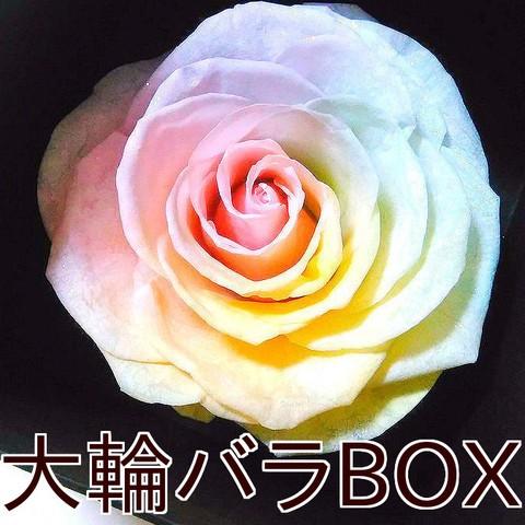 【高級プリザーブドフラワー】大輪バラレインボーローズプリザーブドフラワー ボックスギフト送料無料　誕...