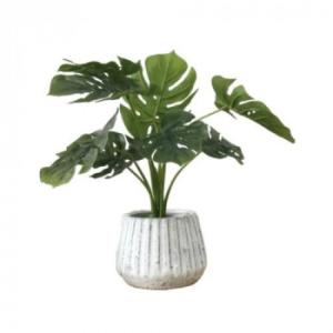 ナビールポットM モンステラ 168812