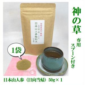 日本山人参茶  （日向当帰/ヒュウガトウキ） 微粉末50g×1袋（湯呑約100杯分）宮崎県産 無農薬栽培 専用スプーン付 ポイント消化 送料無料｜hearty